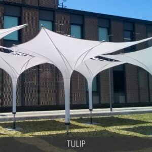 Opera Tulip